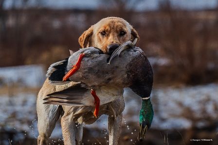 Hunting Photos